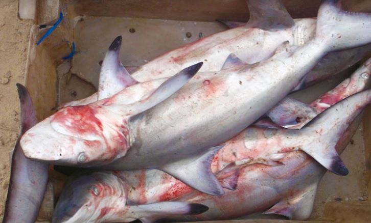 La consommation du requin, le « Doukou daka », ne baisse pas à Pointe-Noire