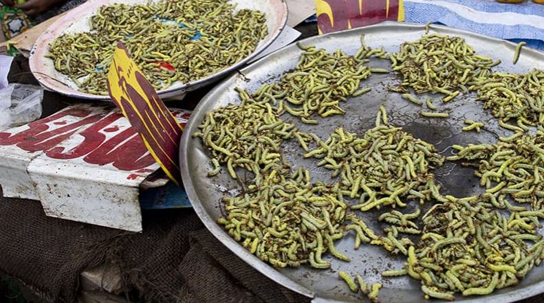 Les prix des chenilles vertes galopent à Brazzaville