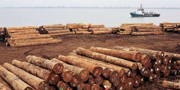 L’interdiction d’exporter le bois sous forme de grumes par tous les pays du Bassin du Congo va entrer en vigueur dès janvier 2022