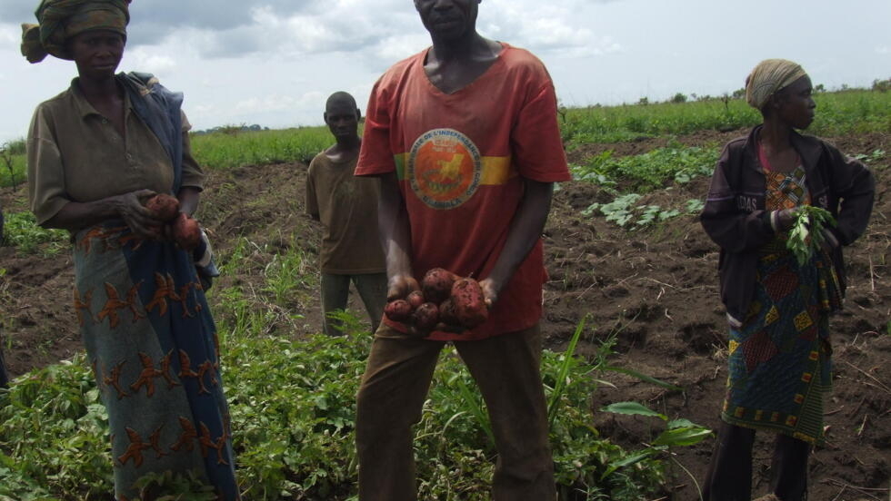La pomme de terre de Djambala aux bons souvenirs de Sassou